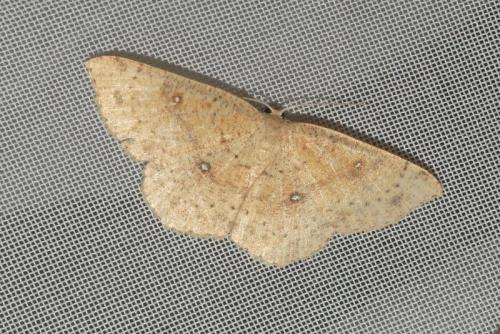 Réf. 239 684 : Cyclophora porata